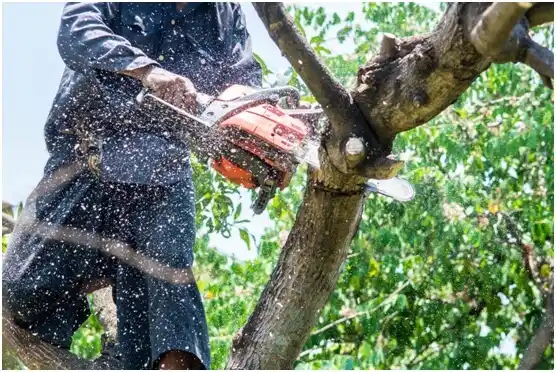 tree services Ashippun